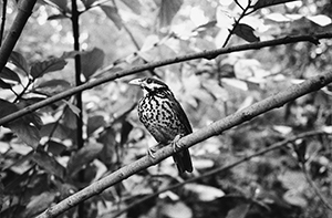 Bird in the Edward Youde Aviary, Hong Kong Park, 24 January 1998