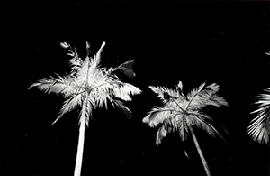 Palm trees outside the Main Building, HKU, night, 11 March 1998