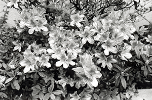 Azaleas in bloom, Sha Wan Drive, 14 March 1998