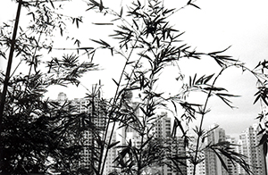 Bamboo on the HKU campus, Pokfulam, 25 March 1998