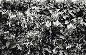 Flowers at the bottom of Sha Wan Drive, Sandy Bay, 3 March 1998
