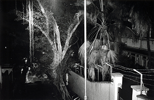 Trees at night, 22 May 1998