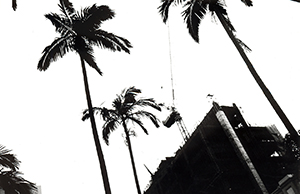 Palm Trees in a courtyard of the Main Building, The University of Hong Kong, Pokfulam, 10 November 1998