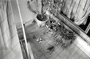 Plants on a balcony, Sha Wan Drive, Sandy Bay, 30 January 1999