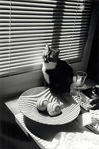 A cat and oranges in a bowl, Hennessy Road, Wanchai, 16 February 1999