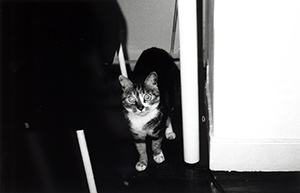 A cat, Hennessy Road, Wanchai, 20 February 1999