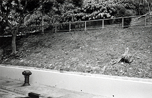 A tree stump, Sha Wan Drive, Sandy Bay, 24 February 1999