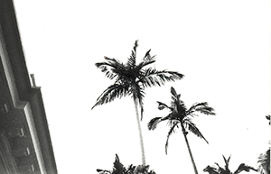 Palm trees in a courtyard of the Main Building, The University of Hong Kong, Pokfulam, 7 April 1999