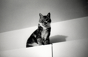 Cat at home, Wanchai, 14 June 1999