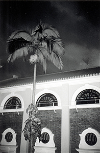 Palm tree in a courtyard of the Main Building, University of Hong Kong, 14 July 1999