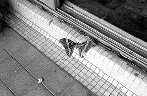 A big moth on a balcony, Sandy Bay, 16 July 1999