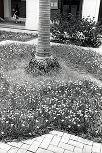 Flowers and a palm tree at the Main Building, University of Hong Kong, 31 August 1999