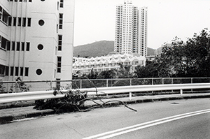 Tree on Sha Wan Drive damaged by Typhoon York, 17 September 1999