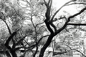 Trees near HKU's Main Building with branches blown off by the recent typhoon, 21 September 1999