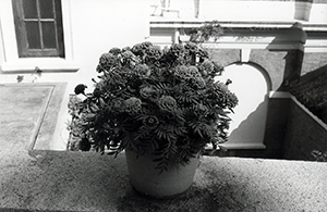 Plant in a pot, outside the Hung Hing Ying Building, University of Hong Kong, 17 November 1999