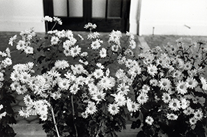 Flowers beside the Main Building, University of Hong Kong, 1 December 1999