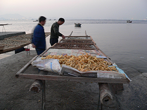 Seafood drying, Lau Fau Shan, 23 January 2005