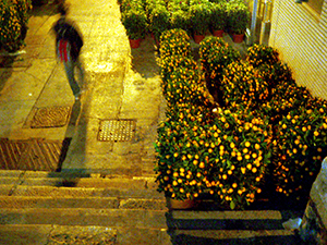 Kumquat bushes, ready for sale during the Lunar New Year, off Queen's Road Central, 4 February 2005