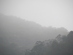 Trees in Mist, Hong Kong Island, 11 March 2005