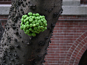 Fruit growing directly from the trunk of a tree in the garden of King's College, Bonham Road, Hong Kong Island, 20 April 2005