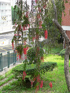 Tree in bloom on the HKU campus, Pokfulam, Hong Kong Island, 6 April 2005