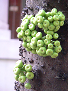 Fruit growing on the trunk of a tree (cauliflory), in the garden of King's College, Bonham Road, Hong Kong Island, 6 April 2005