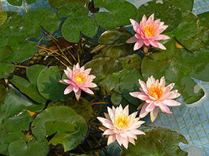 Lotus, in the pond of a residential building complex, Queen's Road, Sheung Wan, Hong Kong Island, 20 April 2005