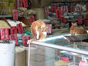 Cats in a dry goods store, Queen's Road West, Sai Ying Pun, Hong Kong Island, 22 April 2005