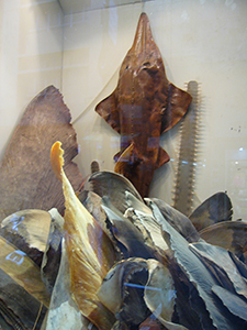 Dried seafood on display in a shop window, Sheung Wan, 17 September 2005