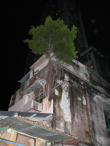 Tree growing on an old building, 3 October 2005