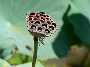 Lotus in the lily pond, University of Hong Kong, Pokfulam, 4 October 2005