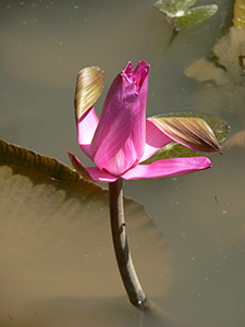 Lotus in the lily pond, University of Hong Kong, Pokfulam, 4 October 2005