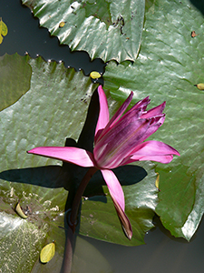 Lotus in the lily pond, University of Hong Kong, Pokfulam, 4 October 2005