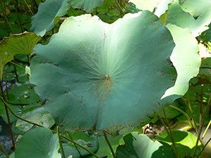 Lotus leaves in the lily pond, University of Hong Kong, Pokfulam, 4 October 2005