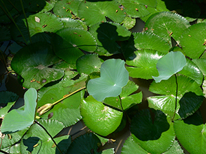 Lotus leaves in the lily pond, University of Hong Kong, Pokfulam, 4 October 2005