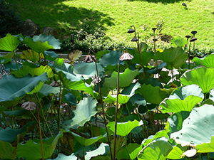 Lotuses in the lily pond, University of Hong Kong, Pokfulam, 4 October 2005