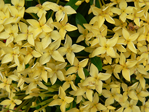 Flowers on the HKU campus, Pokfulam, 1 June 2005