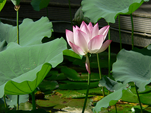 Lotus flower in the lily pond, HKU, Pokfulam, 3 June 2005