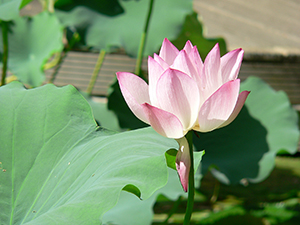 Lotus flower in the lily pond, HKU, Pokfulam, 3 June 2005