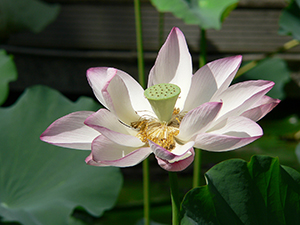 Lotus flower in the lily pond, HKU, Pokfulam, 3 June 2005