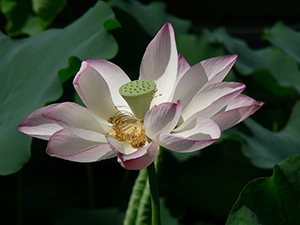 Lotus flower in the lily pond, HKU, Pokfulam, 3 June 2005