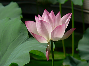 Lotus flower in the lily pond, HKU, Pokfulam, 3 June 2005