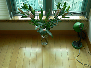 Lily flowers in my living room, Sheung Wan, 14 January 2007