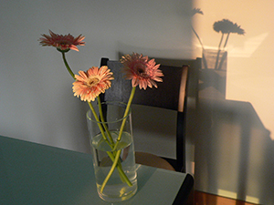 Chrysanthemums on my dining table, Sheung Wan, 24 January 2007