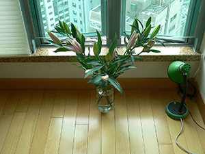 Lily flowers in my living room, 14 January 2007