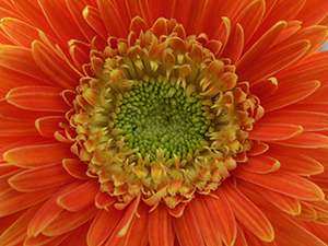 Detail of a Chrysanthemum,  Sheung Wan, 14 January 2007