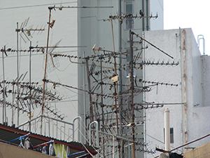 TV antennas on a roof, Central, 9 April 2007