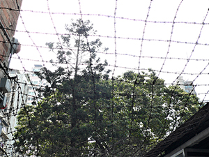 Barbed wire in the Former Central Police Station Compound , 9 April 2007