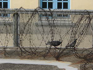 Pigeons behind barbed wire, Former Central Police Station Compound, Central, 9 April 2007