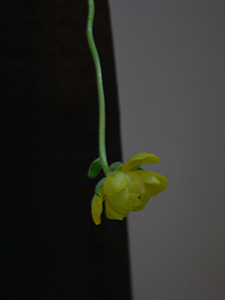 Still life with flower, Sheung Wan, 11 April 2007